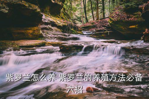 紫罗兰怎么养，如何养好紫罗兰