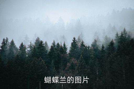 蝴蝶兰的图片