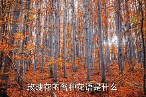 玫瑰花的各种花语是什么