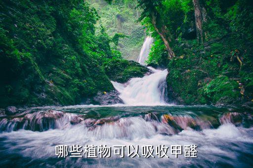 哪些植物可以吸收甲醛