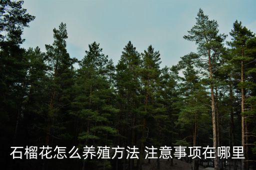 石榴花怎么养，石榴花养植方法是怎样的