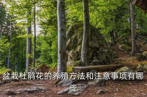盆栽杜鹃花的养殖方法和注意事项有哪些