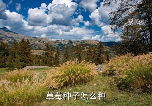 草莓种子怎么种
