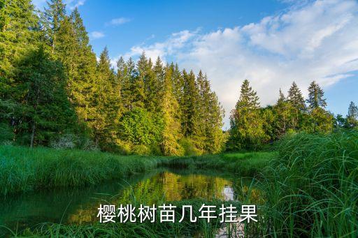 车厘子种苗几年挂果，樱桃树苗几年挂果