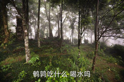 鹌鹑吃什么食物，鹌鹑吃什么 喝水吗
