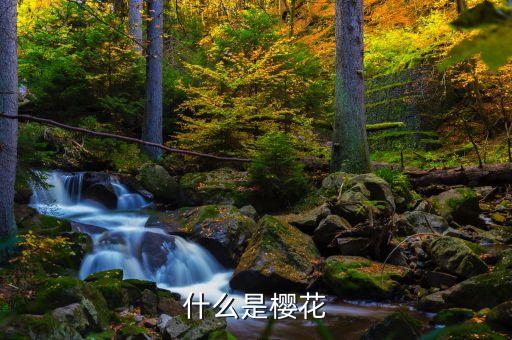 樱花樱花，樱花与樱花树区别