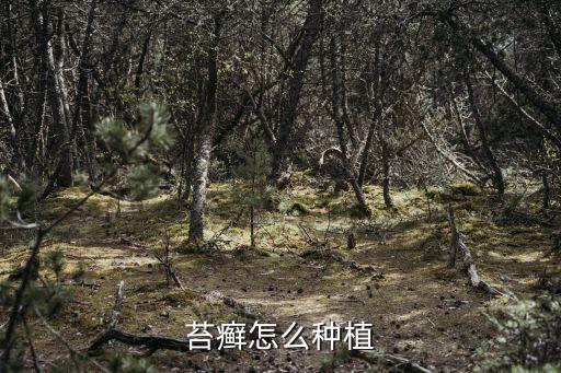 苔癣怎么种植