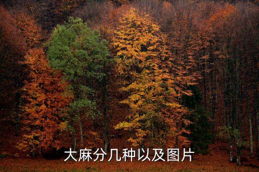 大麻分几种以及图片