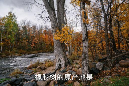 橡胶树图片，橡胶树是否会生出黑木耳