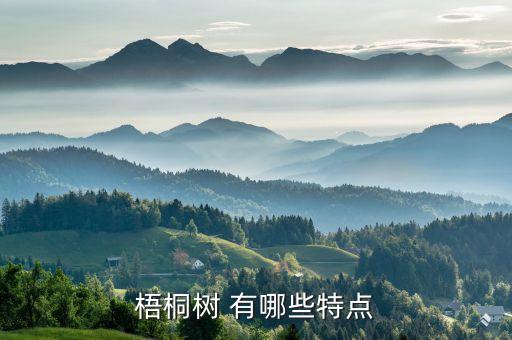 梧桐树 有哪些特点