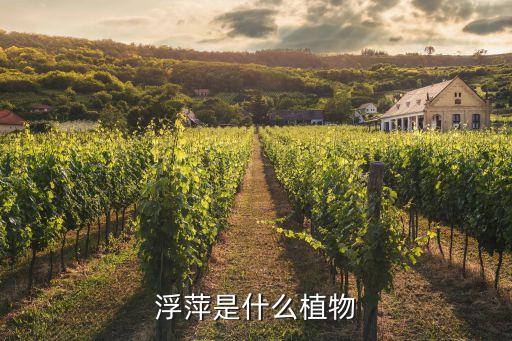 浮萍花，浮萍花丁香花和无根萍花哪个最小
