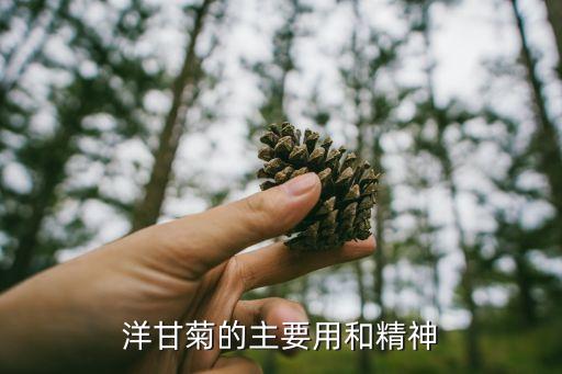洋甘菊的主要用和精神