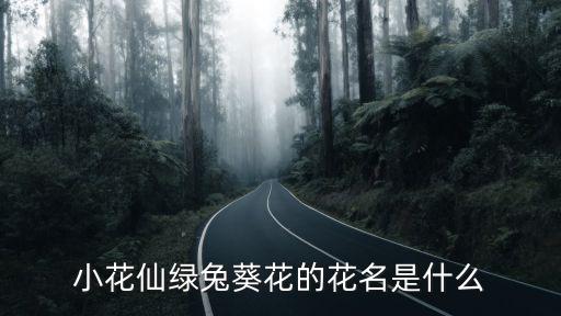 小花仙绿兔葵花的花名是什么