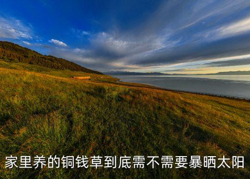 铜钱草喜欢阳光吗，请问铜钱草喜光吗
