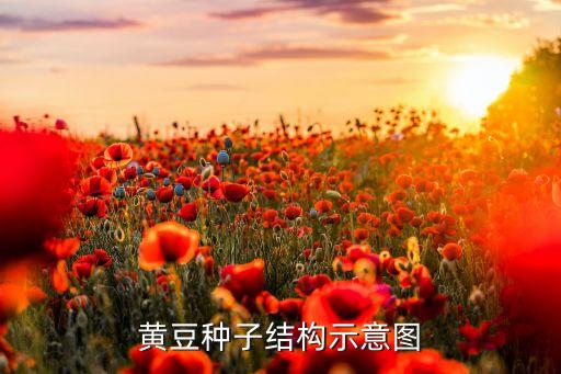 黄豆种子结构示意图