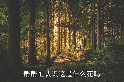 蓝眼菊，这是什么花