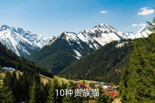 巴曼，10种贵族猫