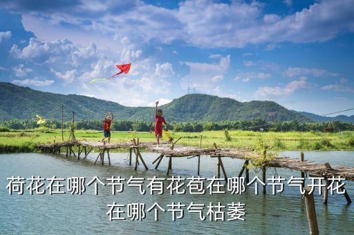 荷花在哪个节气有花苞在哪个节气开花在哪个节气枯萎