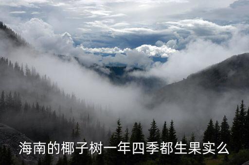 海南的椰子树一年四季都生果实么
