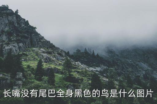 长嘴没有尾巴全身黑色的鸟是什么图片