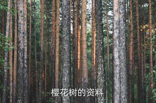 樱花树，什么是樱花树