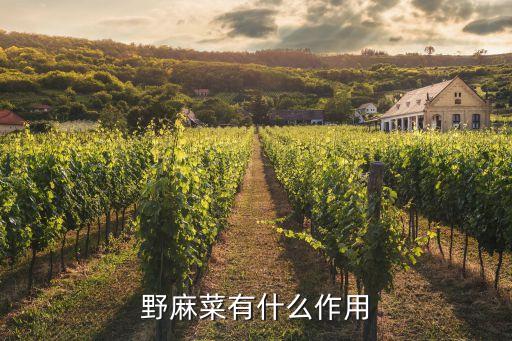野麻菜有什么作用