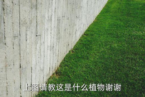 上图请教这是什么植物谢谢