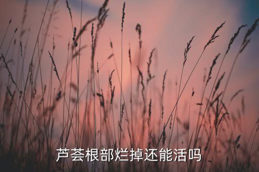 芦荟根，芦荟的根好吃吗