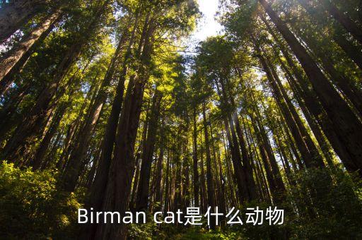 Birman cat是什么动物