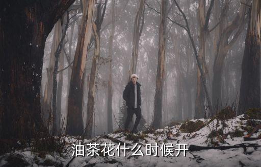 油茶花，油茶花为什么颜色