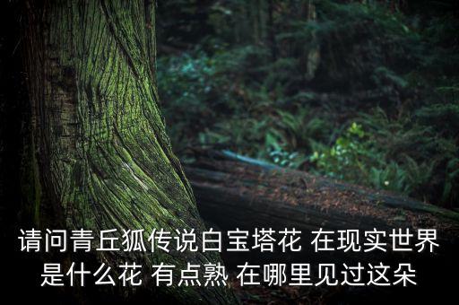 请问青丘狐传说白宝塔花 在现实世界是什么花 有点熟 在哪里见过这朵