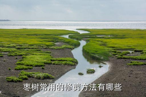 枣树常用的修剪方法有哪些