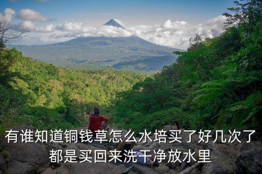 有谁知道铜钱草怎么水培买了好几次了都是买回来洗干净放水里