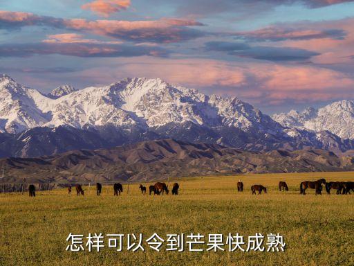 怎样可以令到芒果快成熟