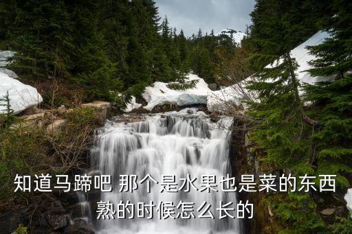 知道马蹄吧 那个是水果也是菜的东西熟的时候怎么长的