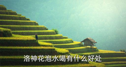 洛神花泡水喝有什么好处