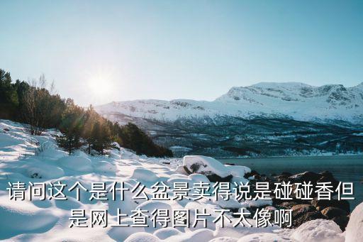 清香木盆景图片，请问这个是什么盆景卖得说是碰碰香但是网上查得图片不太像啊
