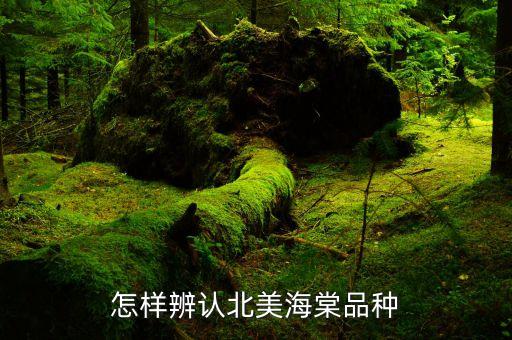 钻石海棠，红宝石海棠同钻石海棠是不是一个品种