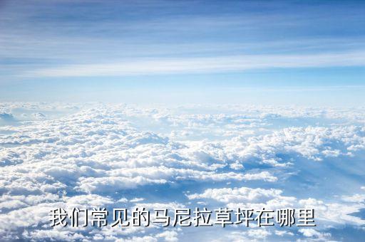 马尼拉草坪，我们常见的马尼拉草坪在哪里