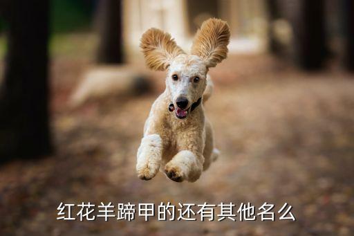 红花羊蹄甲的还有其他名么