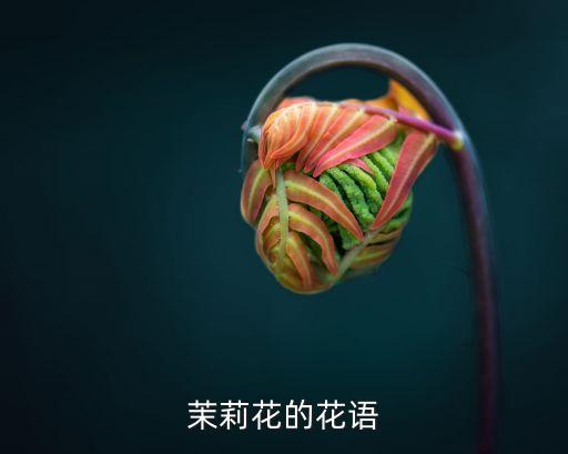 茉莉花的花语