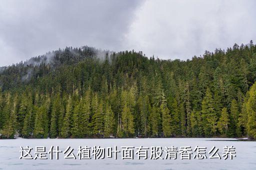 这是什么植物叶面有股清香怎么养