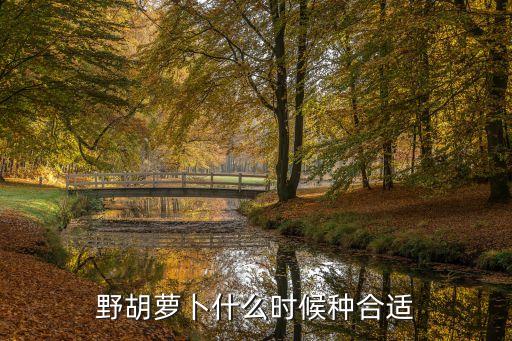 野胡萝卜什么时候种合适