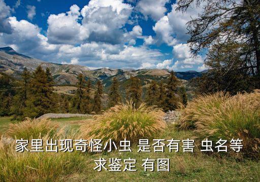 苍蝇幼虫图片，请问苍蝇的宝宝是什么