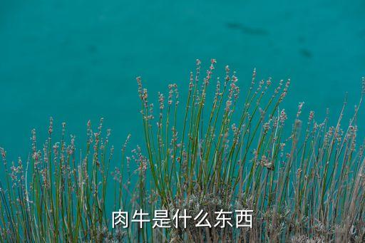 肉牛，肉牛是什么啊啊
