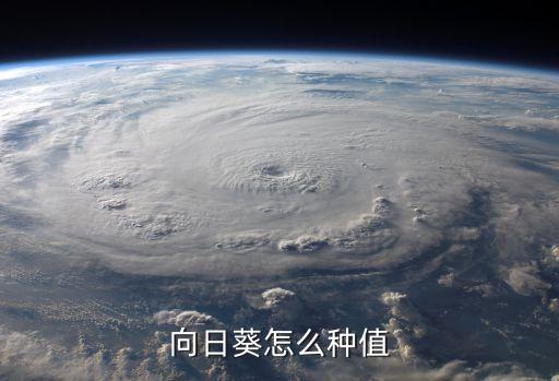 向日葵怎么种值