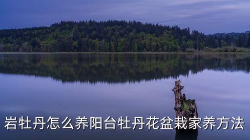 岩牡丹，岩牡丹种子粒大不易发芽怎么种