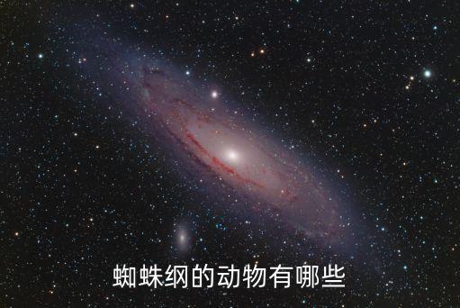蜘蛛纲，蜈蚣沙蚕属于纲蜘蛛蝎子属于纲