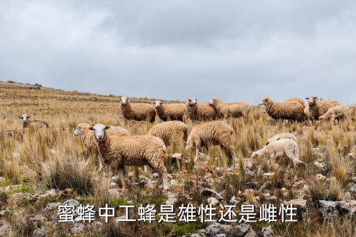 工蜂是公的还是母的，蜜蜂中工蜂是雄性还是雌性