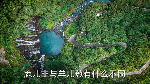 鹿儿韭与羊儿葱有什么不同